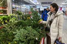 Россиян научили правильно устанавливать живую ель