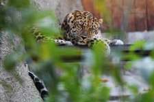 В Приморье начался новый этап переселения редких кошачьих